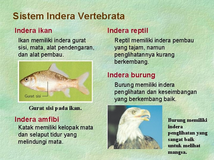 Sistem Indera Vertebrata Indera ikan Ikan memiliki indera gurat sisi, mata, alat pendengaran, dan