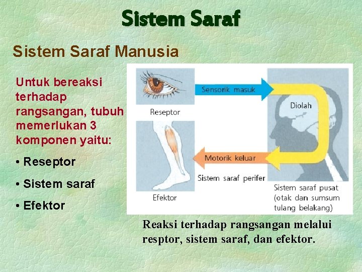 Sistem Saraf Manusia Untuk bereaksi terhadap rangsangan, tubuh memerlukan 3 komponen yaitu: • Reseptor