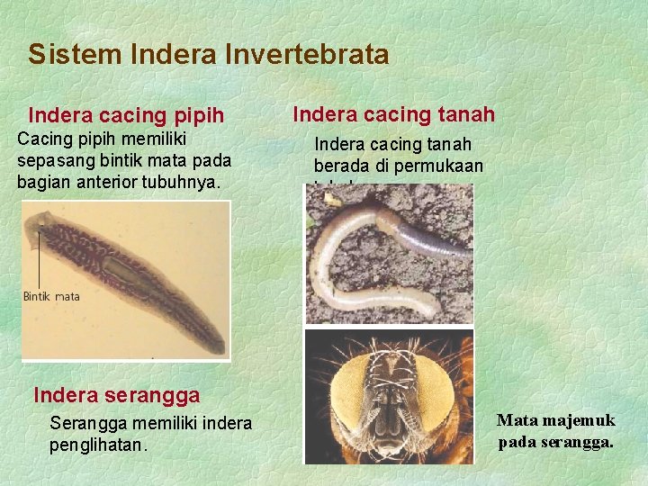 Sistem Indera Invertebrata Indera cacing pipih Indera cacing tanah Cacing pipih memiliki sepasang bintik