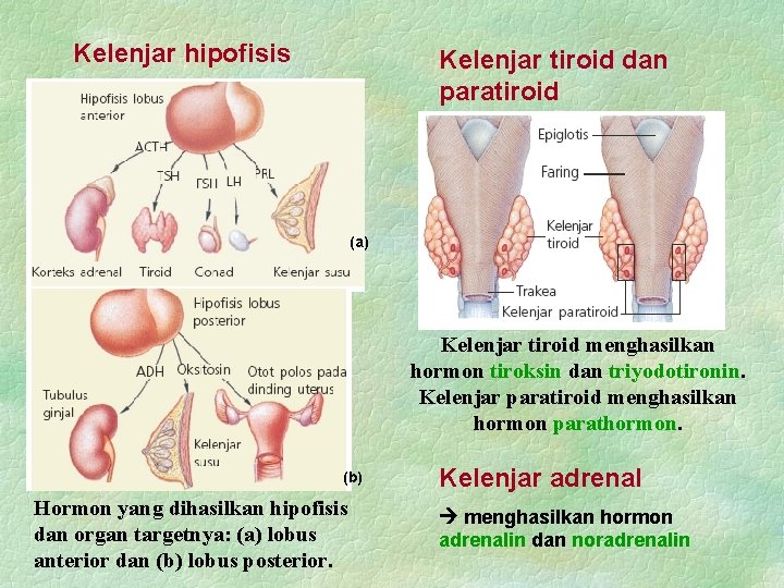 Kelenjar hipofisis Kelenjar tiroid dan paratiroid (a) Kelenjar tiroid menghasilkan hormon tiroksin dan triyodotironin.