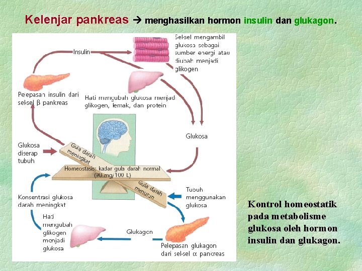 Kelenjar pankreas menghasilkan hormon insulin dan glukagon. Kontrol homeostatik pada metabolisme glukosa oleh hormon