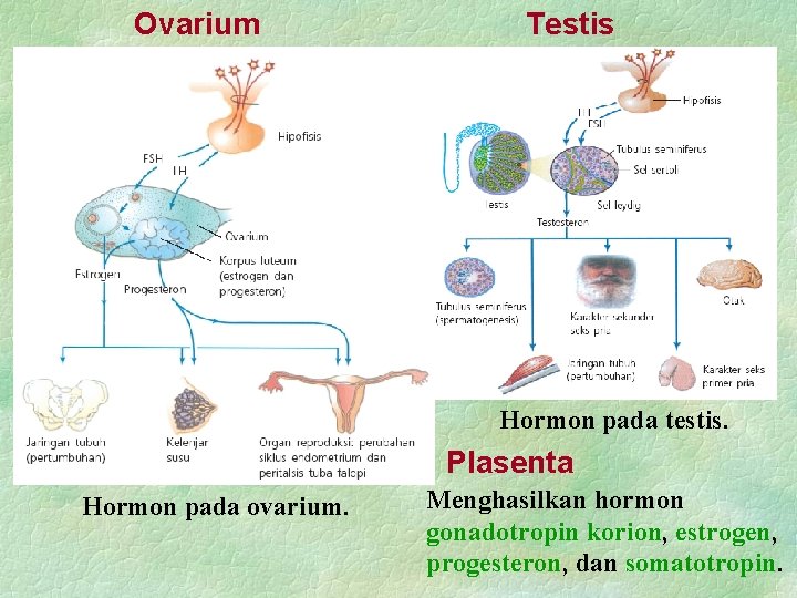 Ovarium Testis Hormon pada testis. Plasenta Hormon pada ovarium. Menghasilkan hormon gonadotropin korion, estrogen,