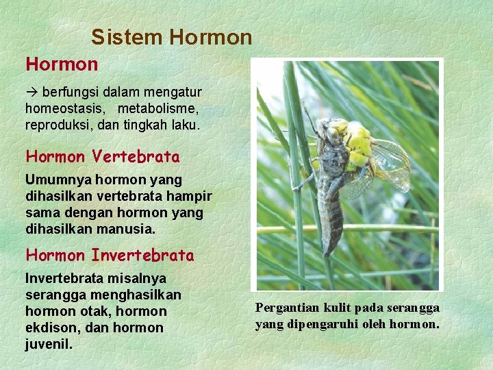 Sistem Hormon berfungsi dalam mengatur homeostasis, metabolisme, reproduksi, dan tingkah laku. Hormon Vertebrata Umumnya