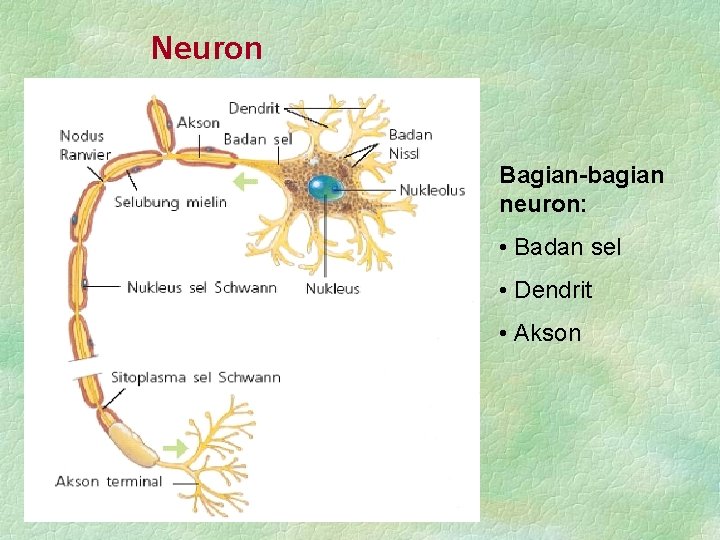 Neuron Bagian-bagian neuron: • Badan sel • Dendrit • Akson 