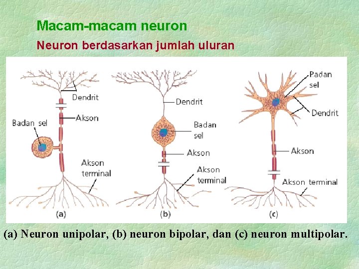 Macam-macam neuron Neuron berdasarkan jumlah uluran (a) Neuron unipolar, (b) neuron bipolar, dan (c)