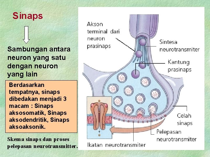Sinaps Sambungan antara neuron yang satu dengan neuron yang lain Berdasarkan tempatnya, sinaps dibedakan