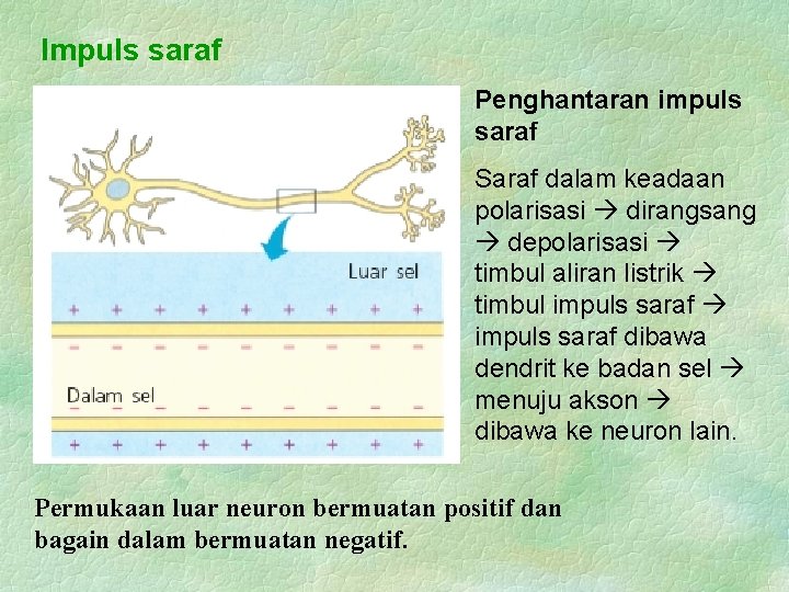 Impuls saraf Penghantaran impuls saraf Saraf dalam keadaan polarisasi dirangsang depolarisasi timbul aliran listrik