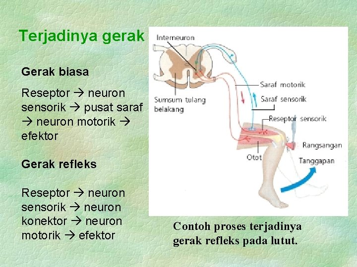 Terjadinya gerak Gerak biasa Reseptor neuron sensorik pusat saraf neuron motorik efektor Gerak refleks