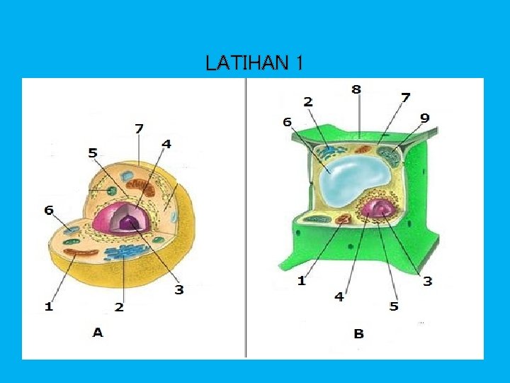 LATIHAN 1 