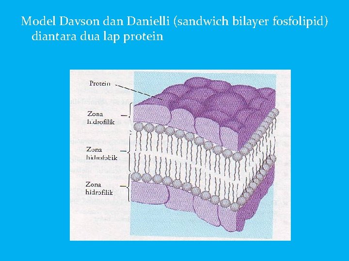 Model Davson dan Danielli (sandwich bilayer fosfolipid) diantara dua lap protein 