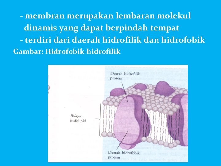 - membran merupakan lembaran molekul dinamis yang dapat berpindah tempat - terdiri daerah hidrofilik