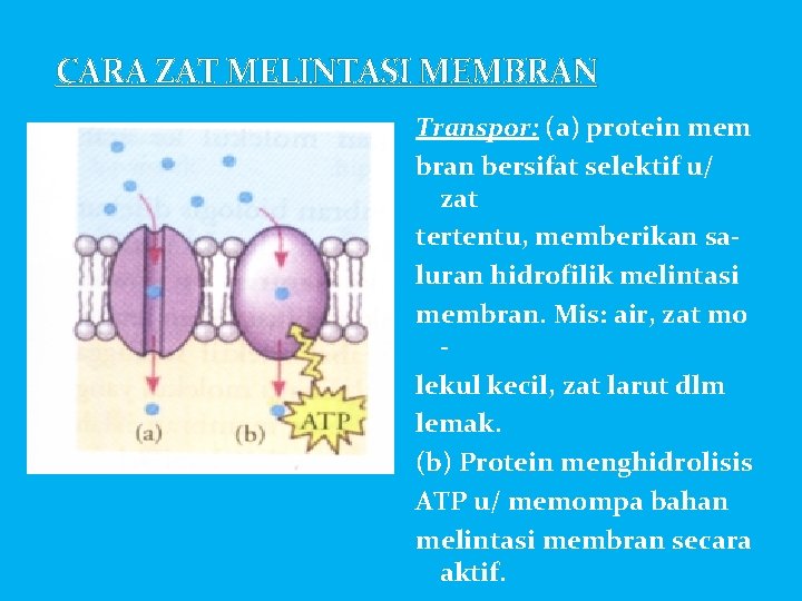 CARA ZAT MELINTASI MEMBRAN Transpor: (a) protein mem bran bersifat selektif u/ zat tertentu,