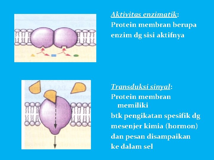 Aktivitas enzimatik: Protein membran berupa enzim dg sisi aktifnya Transduksi sinyal: Protein membran memiliki