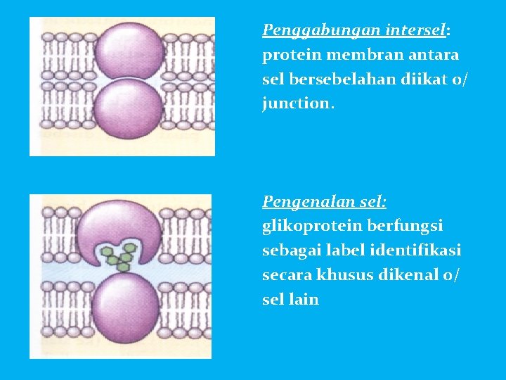 Penggabungan intersel: protein membran antara sel bersebelahan diikat o/ junction. Pengenalan sel: glikoprotein berfungsi