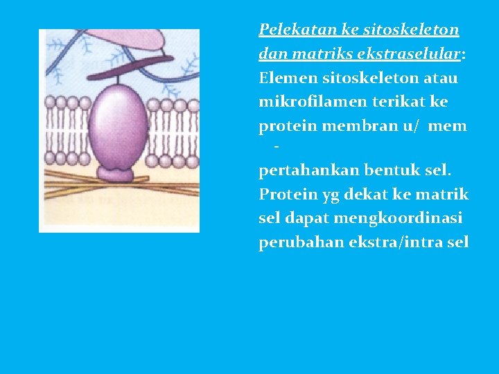 Pelekatan ke sitoskeleton dan matriks ekstraselular: Elemen sitoskeleton atau mikrofilamen terikat ke protein membran