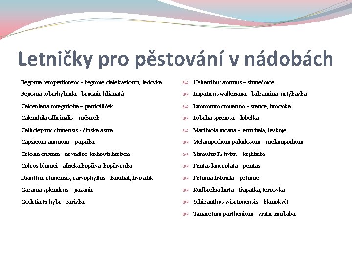 Letničky pro pěstování v nádobách Begonia semperflorens - begonie stálekvetoucí, ledovka Helianthus annuus –