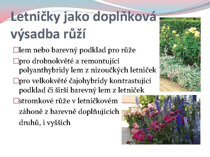 Letničky jako doplňková výsadba růží �lem nebo barevný podklad pro růže �pro drobnokvěté a