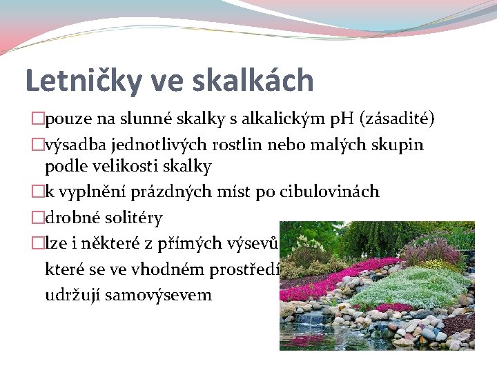 Letničky ve skalkách �pouze na slunné skalky s alkalickým p. H (zásadité) �výsadba jednotlivých