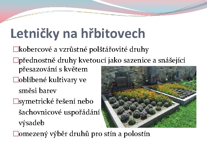 Letničky na hřbitovech �kobercové a vzrůstné polštářovité druhy �přednostně druhy kvetoucí jako sazenice a