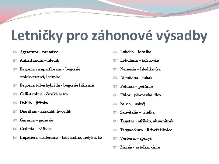 Letničky pro záhonové výsadby Ageratum – nestařec Lobelia – lobelka Antirrhinum – hledík Lobularia