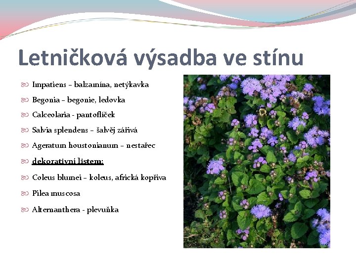 Letničková výsadba ve stínu Impatiens – balzamína, netýkavka Begonia – begonie, ledovka Calceolaria -