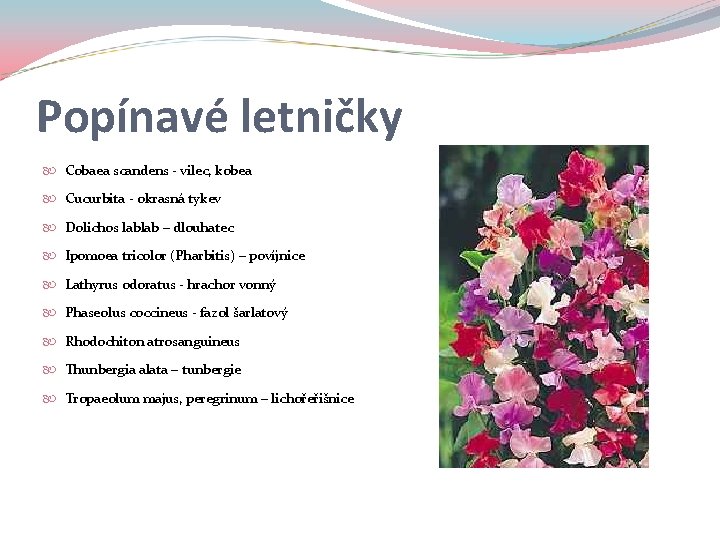 Popínavé letničky Cobaea scandens - vilec, kobea Cucurbita - okrasná tykev Dolichos lablab –