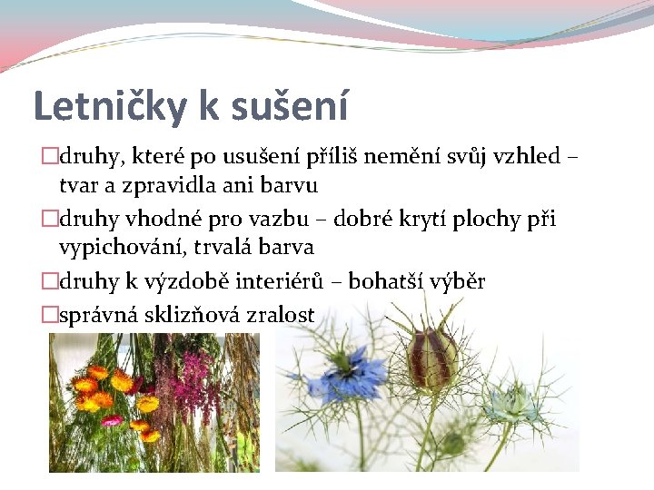 Letničky k sušení �druhy, které po usušení příliš nemění svůj vzhled – tvar a