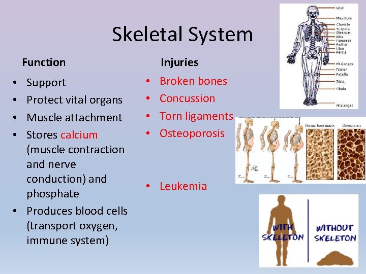 Skeletal System Function Support Protect vital organs Muscle attachment Stores calcium (muscle contraction and