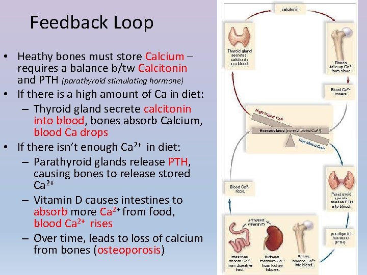 Feedback Loop • Heathy bones must store Calcium – requires a balance b/tw Calcitonin
