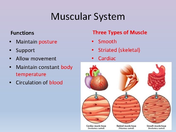 Muscular System Functions Three Types of Muscle Maintain posture Support Allow movement Maintain constant