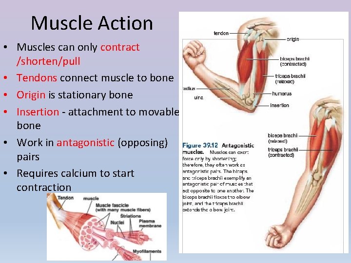 Muscle Action • Muscles can only contract /shorten/pull • Tendons connect muscle to bone