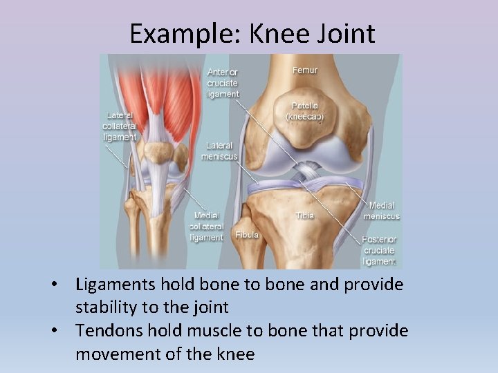 Example: Knee Joint • Ligaments hold bone to bone and provide stability to the