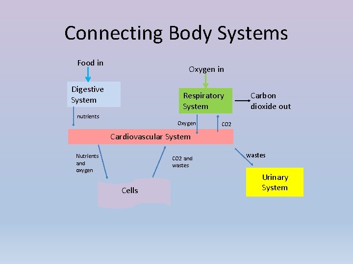 Connecting Body Systems Food in Oxygen in Digestive System Respiratory System nutrients Oxygen Carbon