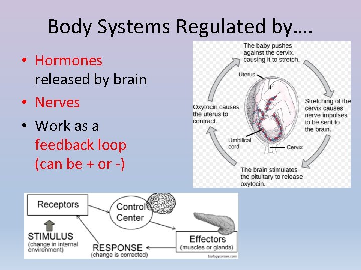 Body Systems Regulated by…. • Hormones released by brain • Nerves • Work as