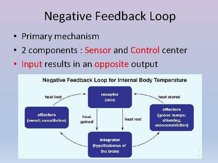 Negative Feedback Loop • Primary mechanism • 2 components : Sensor and Control center