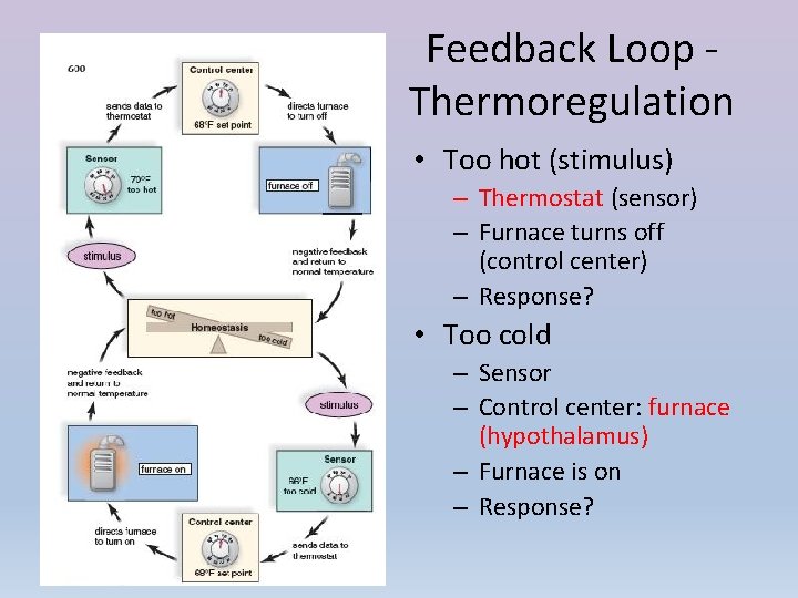 Feedback Loop Thermoregulation • Too hot (stimulus) – Thermostat (sensor) – Furnace turns off