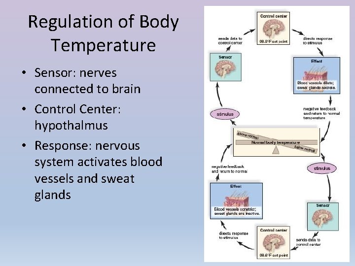 Regulation of Body Temperature • Sensor: nerves connected to brain • Control Center: hypothalmus