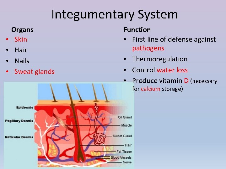 Integumentary System • • Organs Skin Hair Nails Sweat glands Function • First line