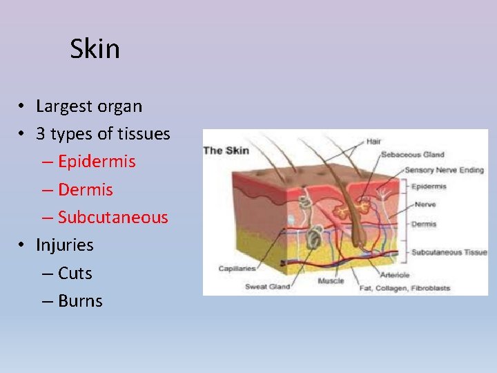 Skin • Largest organ • 3 types of tissues – Epidermis – Dermis –