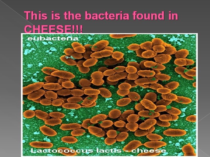 This is the bacteria found in CHEESE!!! 