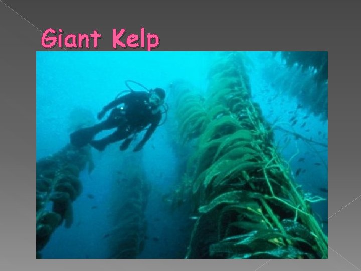 Giant Kelp 