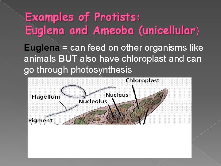 Examples of Protists: Euglena and Ameoba (unicellular) Euglena = can feed on other organisms