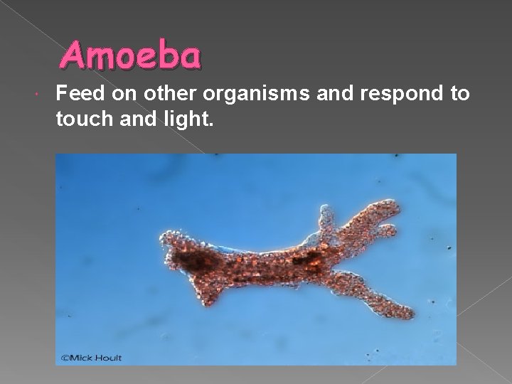 Amoeba Feed on other organisms and respond to touch and light. 