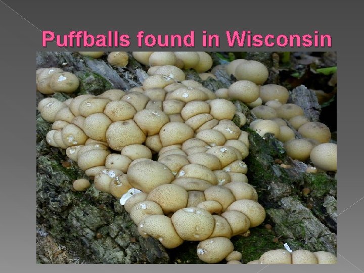 Puffballs found in Wisconsin 