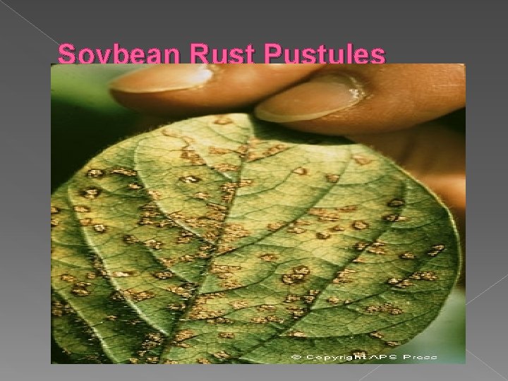 Soybean Rust Pustules 