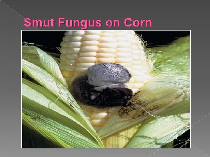 Smut Fungus on Corn 