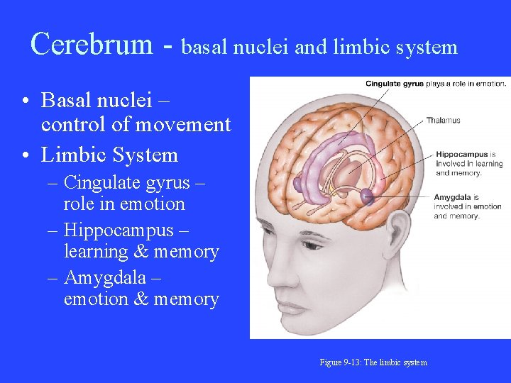 Cerebrum - basal nuclei and limbic system • Basal nuclei – control of movement