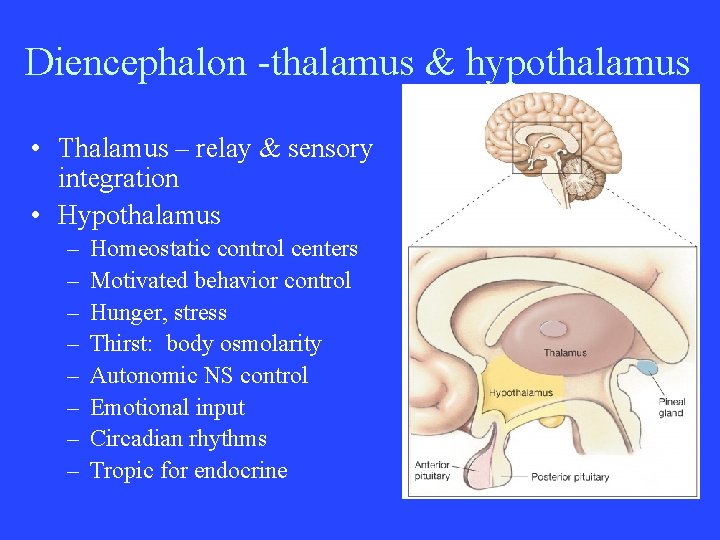 Diencephalon -thalamus & hypothalamus • Thalamus – relay & sensory integration • Hypothalamus –