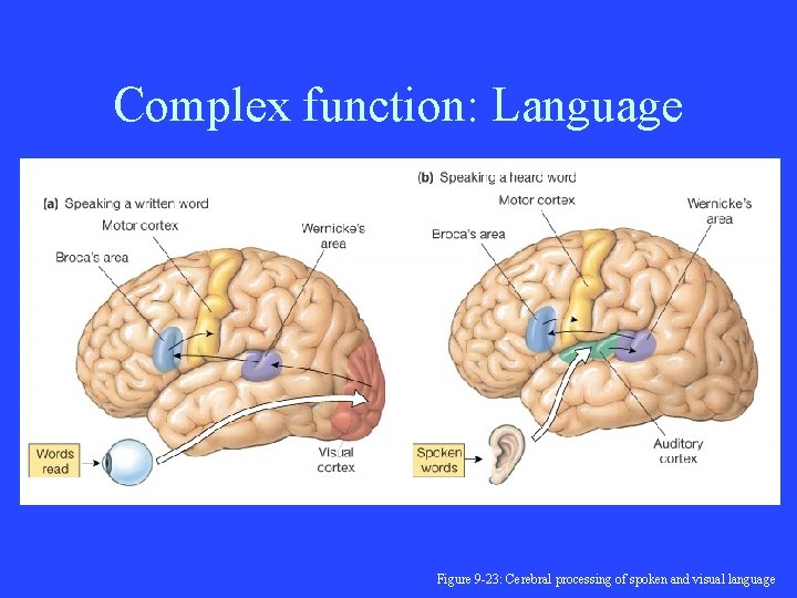 Complex function: Language Figure 9 -23: Cerebral processing of spoken and visual language 