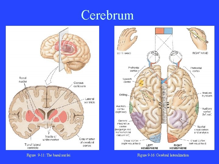 Cerebrum Figure 9 -11: The basal nuclei Figure 9 -16: Cerebral lateralization 